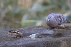 170220-7水を飲むシメ♀とキジバト