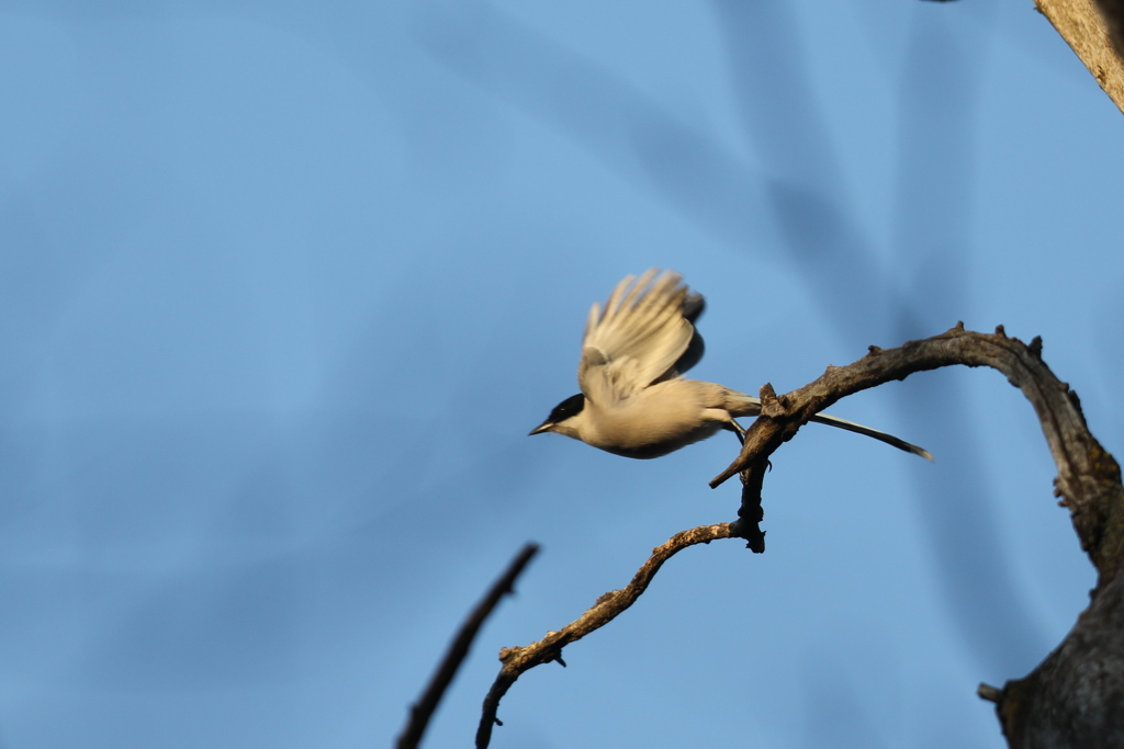 170107-1オナガの飛び出し