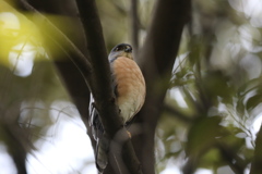 161128-1お腹が赤いツミ♂