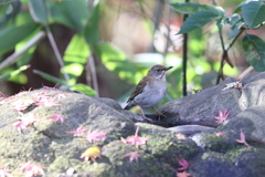 161215-1紅葉の葉に囲まれたシロハラ♀