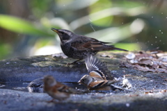 161209-8アトリの水浴びとツグミ