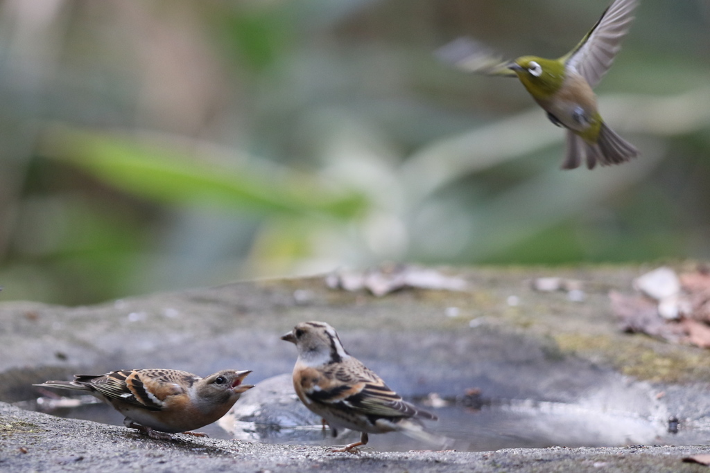 161213-6アトリの喧嘩とメジロ