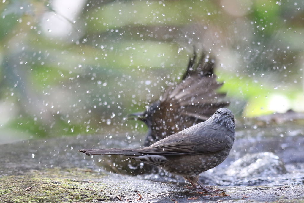 161130-32ヒヨドリの水浴び
