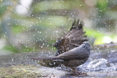 161130-32ヒヨドリの水浴び