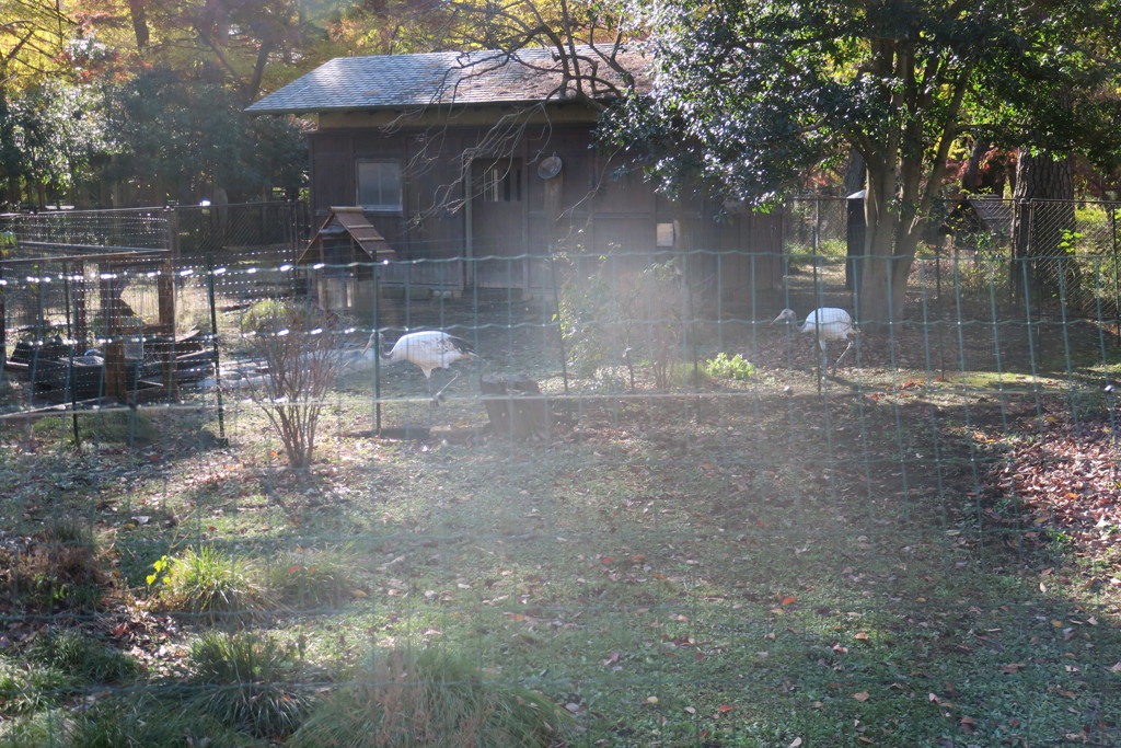 161202-6本園の大放飼場に移ったタンチョウの幼鳥