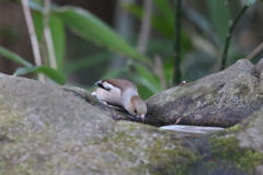 170105-1水を飲むシメ♀