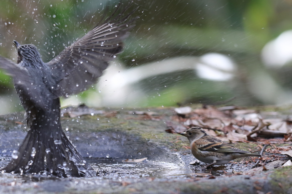 161130-30ヒヨドリの水浴びとアトリ