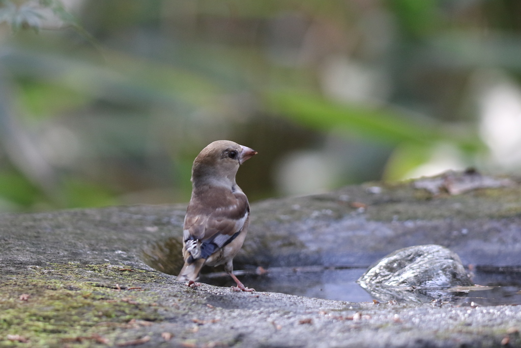 161130-25シメのお嬢さん