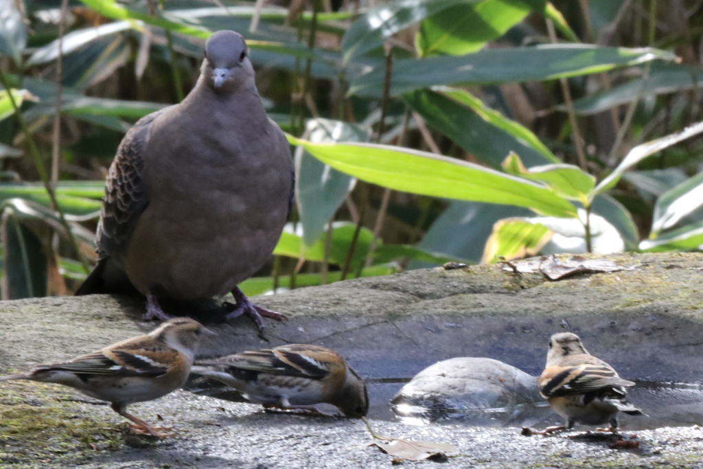 161218-32アトリとキジバト