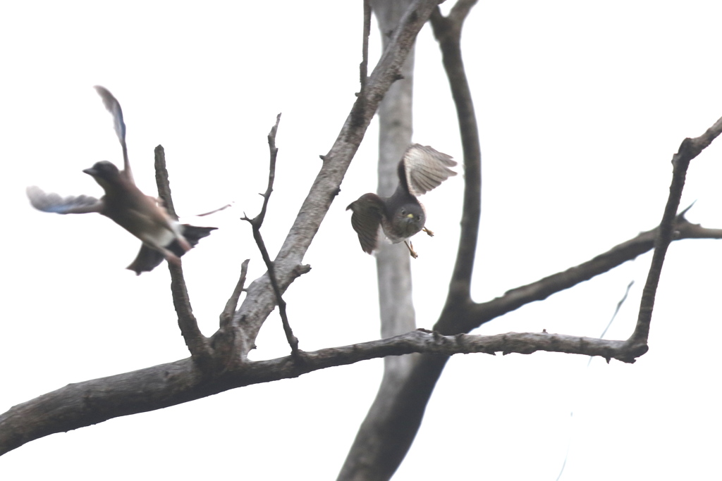 161121-7お互いに決定打を出せず・ツミとカケスのバトル（７／７）