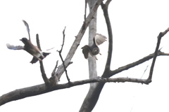 161121-7お互いに決定打を出せず・ツミとカケスのバトル（７／７）