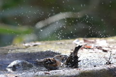 161218-40アトリの水浴び