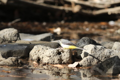 170107-24ヒョイ！・キセキレイ