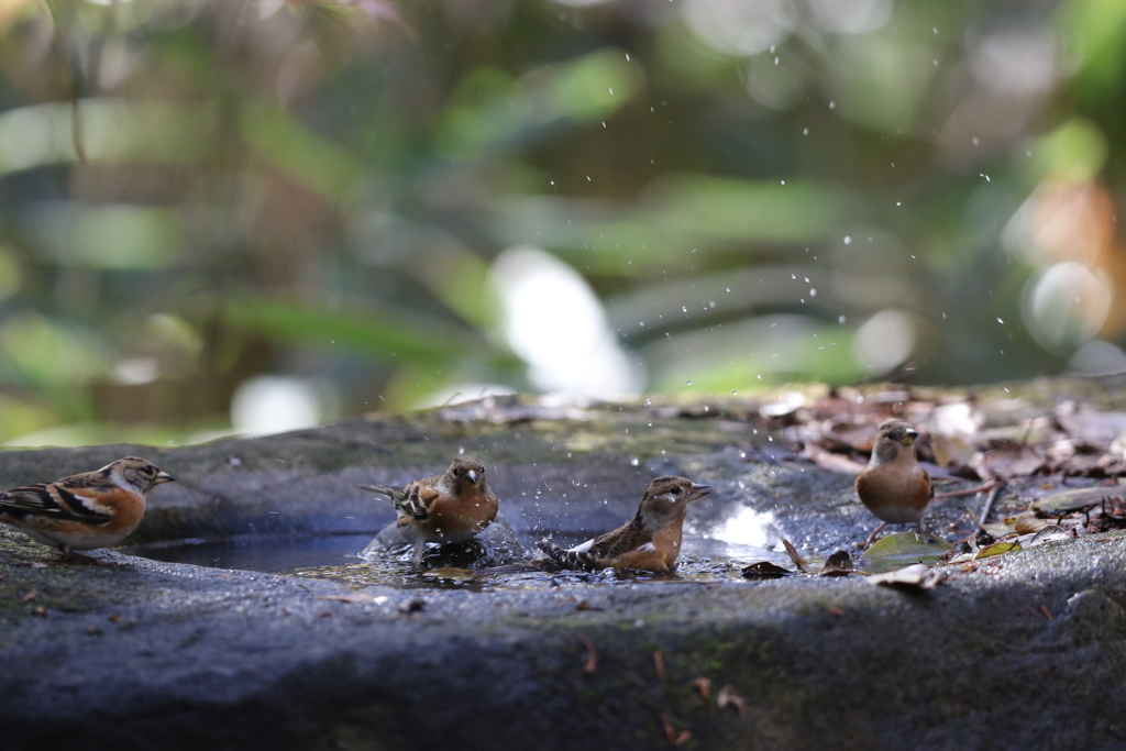 161203-28アトリの公衆浴場