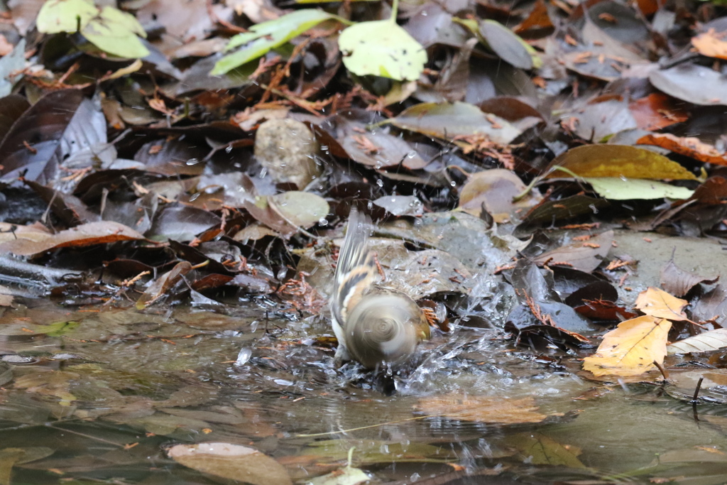 161204-18アトリの水浴び