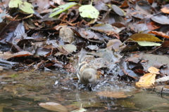 161204-18アトリの水浴び