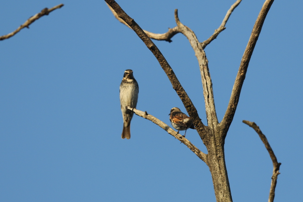 161120-2ツグミの喧嘩（１／４）