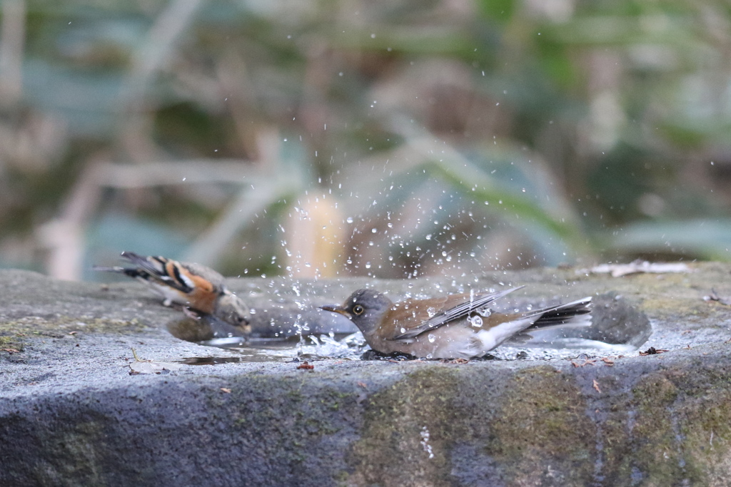 161218-5シロハラとアトリ