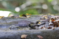 161120-9シジュウカラの水浴び