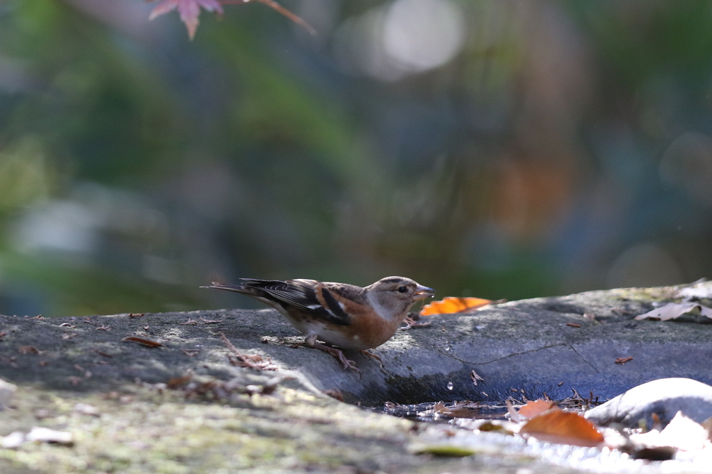 161206-16水を飲むアトリ（２／２）