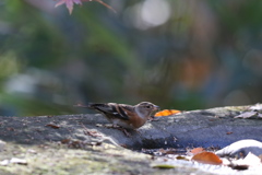 161206-16水を飲むアトリ（２／２）