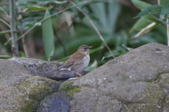 170105-4シロハラ♀