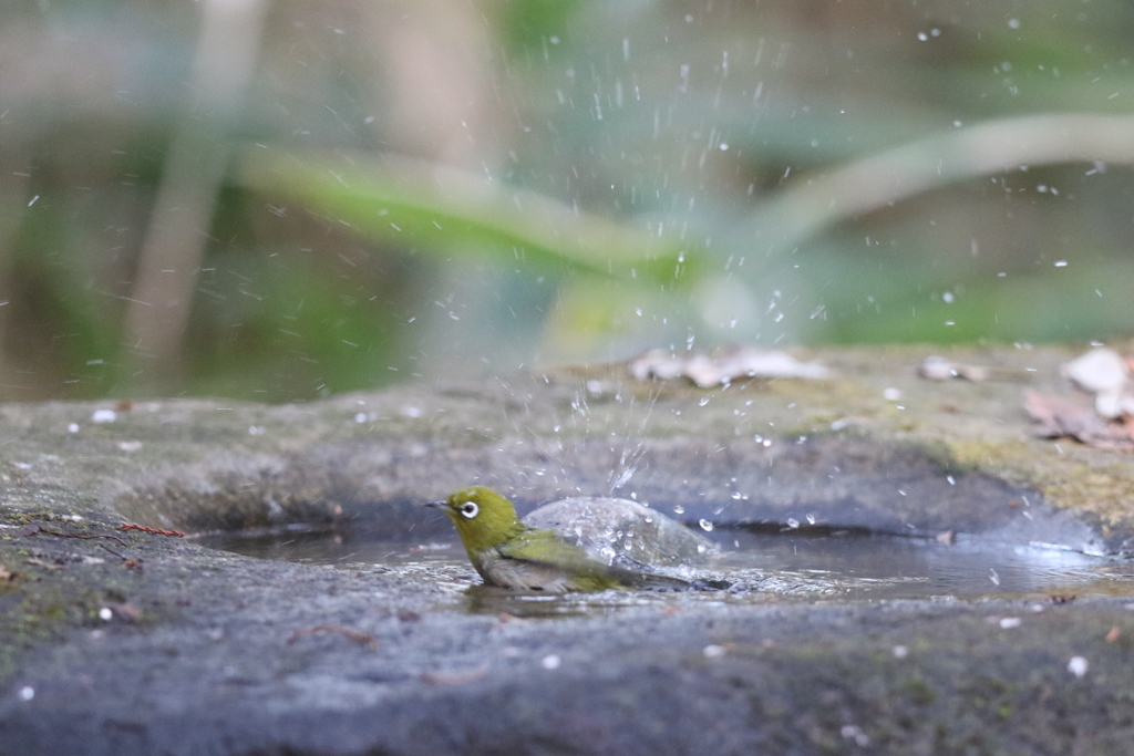 161212-2メジロの水浴び