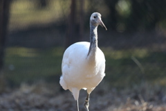 170122-1タンチョウの幼鳥