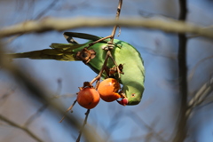 161221-3柿を食べるホンセイインコ（１／２）