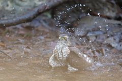 170226-8ツミ♀の水浴び