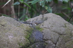 170128-3ウグイスの水浴び（３／４）