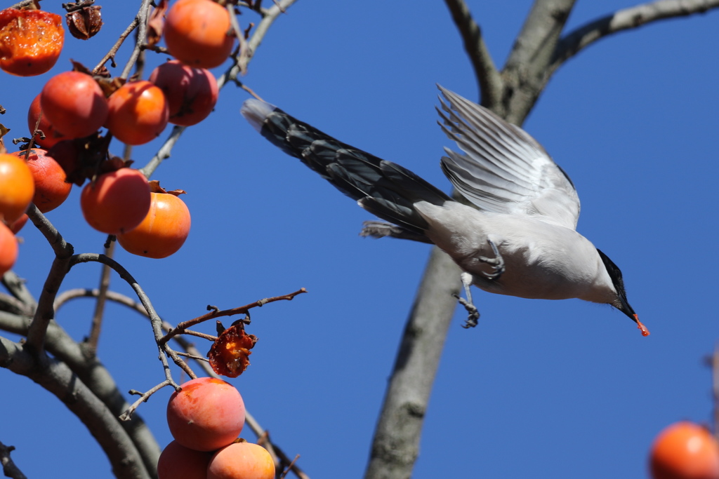 161211-13オナガの食い逃げ（３／３）