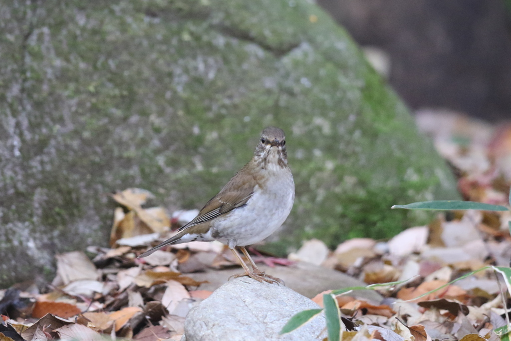161221-1シロハラ♀