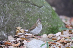 161221-1シロハラ♀