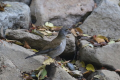 161117-2シロハラ♂