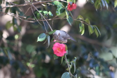 170131-6ツバキの花びらを食べるヒヨドリ