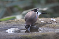 170301-9水を飲むカケス