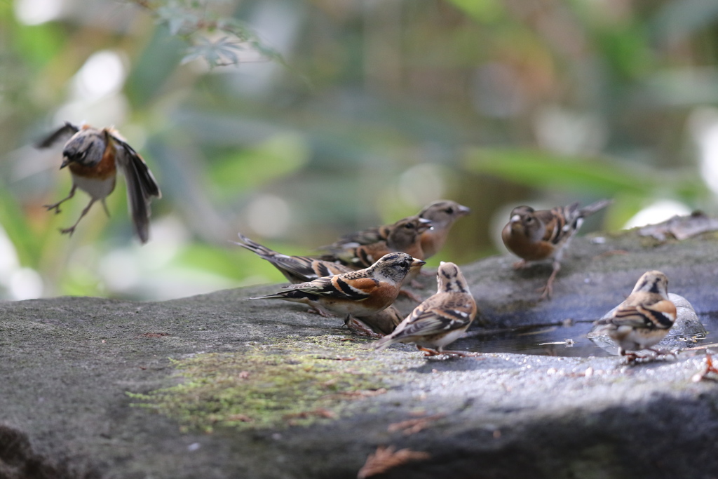 161130-18水場を占領するアトリ