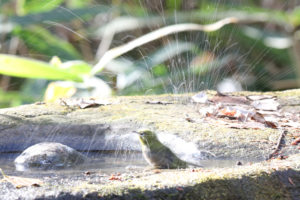 161218-18メジロの水浴び