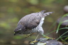 161115-4ツミ♀