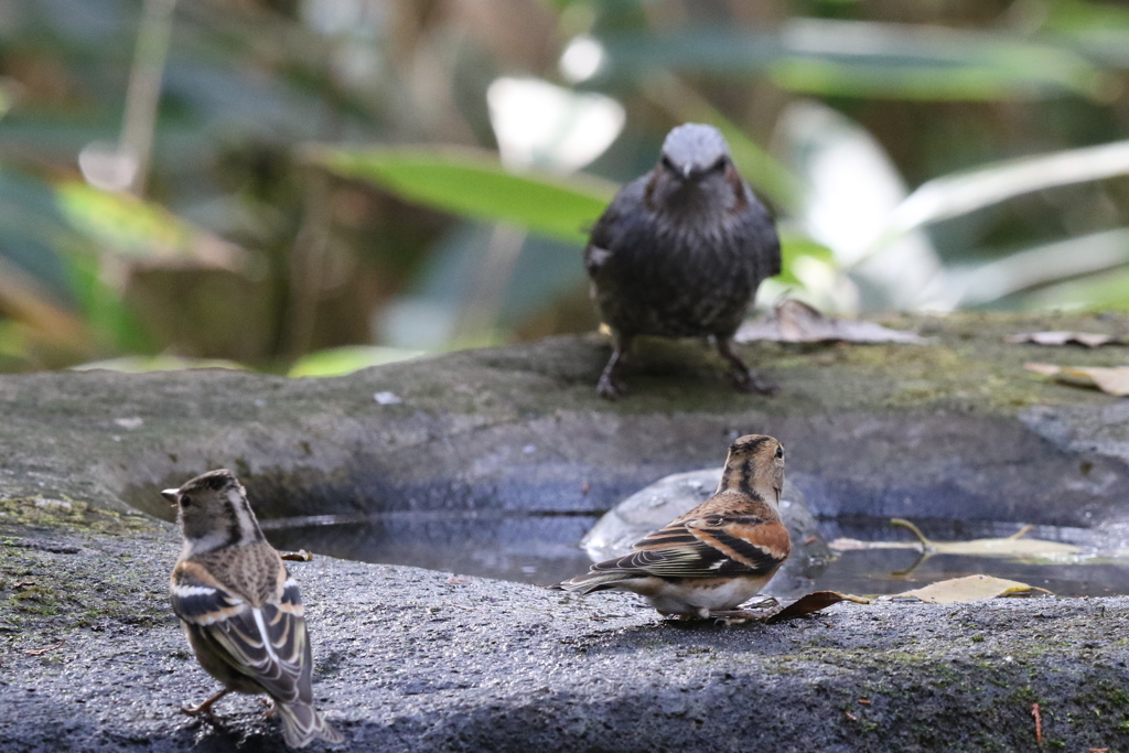 161204-30アトリとヒヨドリ