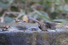 161218-4シロハラとアトリ