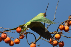 161221-11飛ぶホンセイインコ