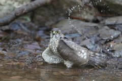 170226-6ツミ♀の水浴び