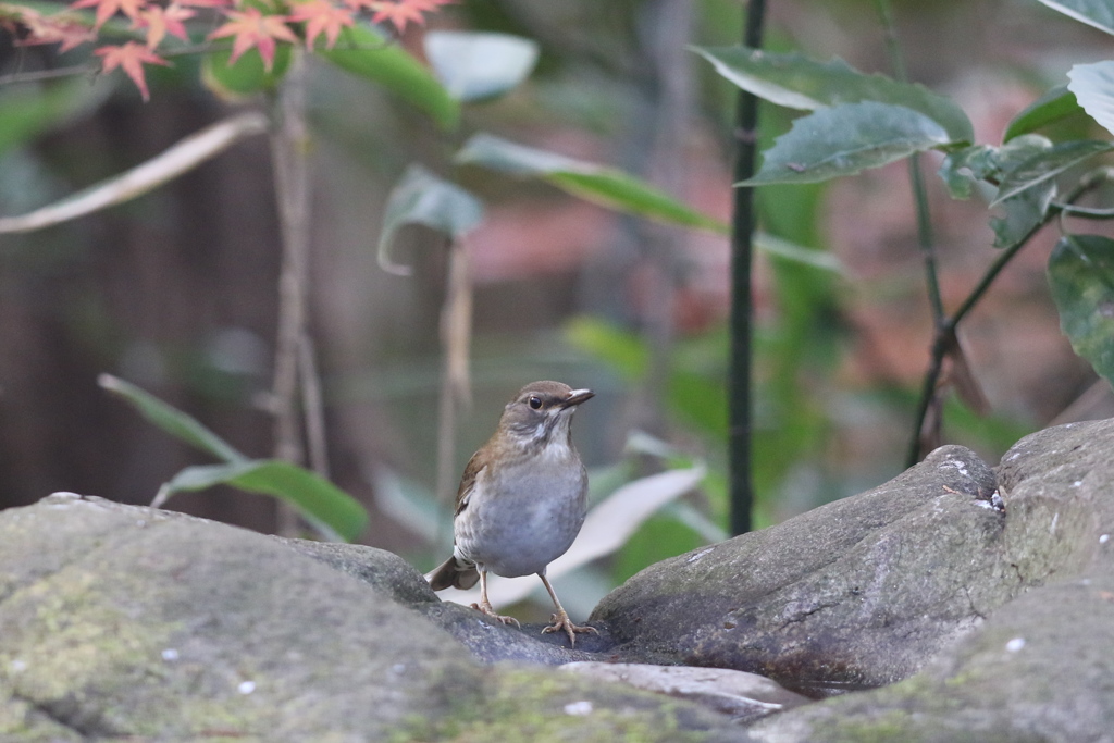 161213-4シロハラ♀