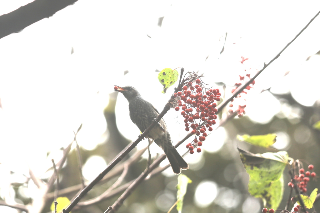 161129-2イイギリの実を食べるヒヨドリ