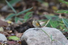 161202-3ルリビタキ♀