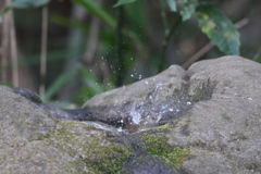 170128-2ウグイスの水浴び（２／４）