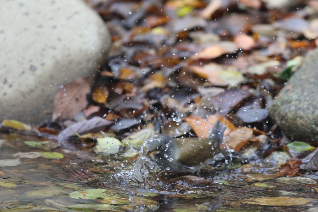 161126-7シロハラ♂の水浴び