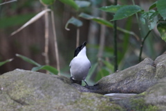 170104-5オナガ（１／２）